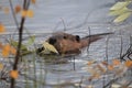 North American Beaver & x28;Castor canadensis& x29; eating, Alaska