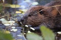 North American Beaver & x28;Castor canadensis& x29; eating,  Alaska Royalty Free Stock Photo