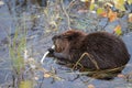 North American Beaver & x28;Castor canadensis& x29; eating,  Alaska Royalty Free Stock Photo