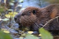 North American Beaver & x28;Castor canadensis& x29; eating,  Alaska Royalty Free Stock Photo