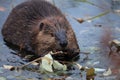 North American Beaver & x28;Castor canadensis& x29; eating,  Alaska Royalty Free Stock Photo
