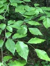 North American Beech Tree Leaves - Fagus grandifolia