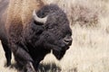 North American Bison Royalty Free Stock Photo