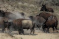 North American Bison at a North Dakota National Park Royalty Free Stock Photo