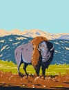 North American Bison Roaming in the Prairie of Yellowstone National Park Wyoming WPA Poster Art Royalty Free Stock Photo