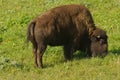 North American Bison Royalty Free Stock Photo