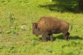 North American Bison Royalty Free Stock Photo