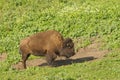 North American Bison Royalty Free Stock Photo