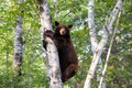 Bear climbing a tree Royalty Free Stock Photo