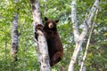 Bear climbing a tree