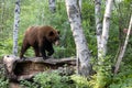 Bear walking on log in forest