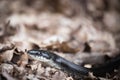 Black Snake crawling through brush on the ground. Royalty Free Stock Photo