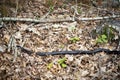 Black Snake crawling through brush on the ground. Royalty Free Stock Photo