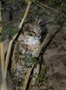 North American Bobcat - Hides in Bushes