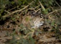 North American Bobcat Peeks Out of Bushes