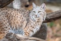 North American Bobcat Standing on Log Royalty Free Stock Photo