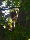 North American Bobcat in Tree Royalty Free Stock Photo