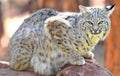 North american bobcat yellowstone nat park,idaho Royalty Free Stock Photo