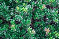 North American bright green small shrub background Royalty Free Stock Photo