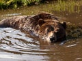 North American brown bear bathing. Royalty Free Stock Photo
