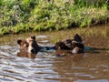 North American brown bear bathing. Royalty Free Stock Photo