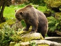 Grizzly Bear, North American Brown Bear Royalty Free Stock Photo