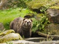 North American Brown Bear, Grizzly Bear Royalty Free Stock Photo