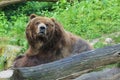 North American brown bear