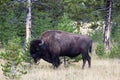 North American Buffalo Grazing near edge of woods during late summer Royalty Free Stock Photo