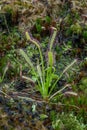North-American carnivorous Sundew Drosera in a bog Royalty Free Stock Photo