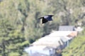 North American Common Raven, Corvus corax principalis in flight, 7.