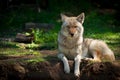 North American Coyote (Canis latrans) Royalty Free Stock Photo