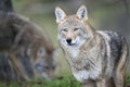 North American Coyote hunting for food during the fall time Royalty Free Stock Photo