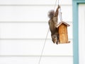 Acrobatic squirrel stealing birdseed from bird feeder Royalty Free Stock Photo