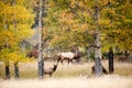 North American elk