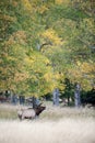 North American elk