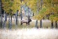 North American elk