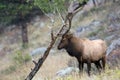 North American elk