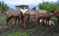 North American Elk Spring Molting