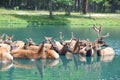 North American Elk in Water at the Wild Safari Drive-Thru Adventure at Six Flags Great Adventure in Jackson Township, New Jersey