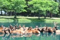 North American Elk in Water at the Wild Safari Drive-Thru Adventure at Six Flags Great Adventure in Jackson Township, New Jersey Royalty Free Stock Photo