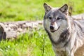 North American Gray Wolf With Blue Eyes Royalty Free Stock Photo