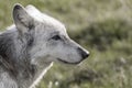 North American Gray Wolf WIth Blue Eyes Royalty Free Stock Photo