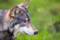 North American Gray Wolf