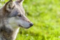 North American Gray Wolf