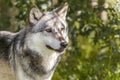 North American Gray Wolf, Canis Lupus Royalty Free Stock Photo