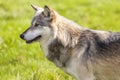 North American Gray Wolf, Canis Lupus Royalty Free Stock Photo