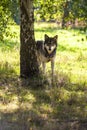 North American Gray Wolf in Forest