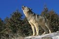 NORTH AMERICAN GREY WOLF canis lupus occidentalis, ADULT HOWLING ON ROCK, CANADA Royalty Free Stock Photo