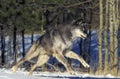 NORTH AMERICAN GREY WOLF canis lupus occidentalis, ADULT RUNNING, CANADA Royalty Free Stock Photo